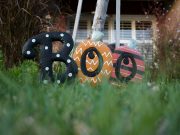 Pomeranian Boo Sahiplenme: Sevimli ve Neşeli Bir Dost Edinmek evciilplatform5